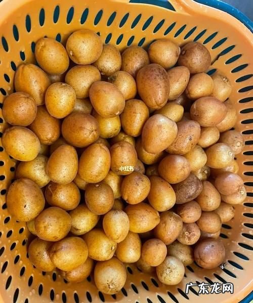 黄皮果怎样长久保鲜,黄皮可以放冰箱冷藏保存