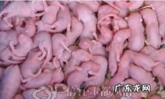 三叫菜是什么,三叫菜是什么品种的老鼠