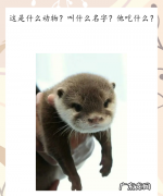水獭为什么越洗越臭,水獭为什么越洗越臭