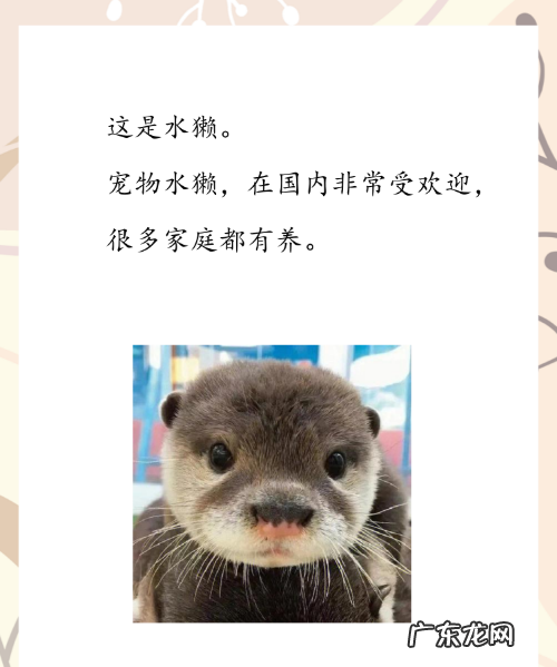 水獭为什么越洗越臭,水獭为什么越洗越臭