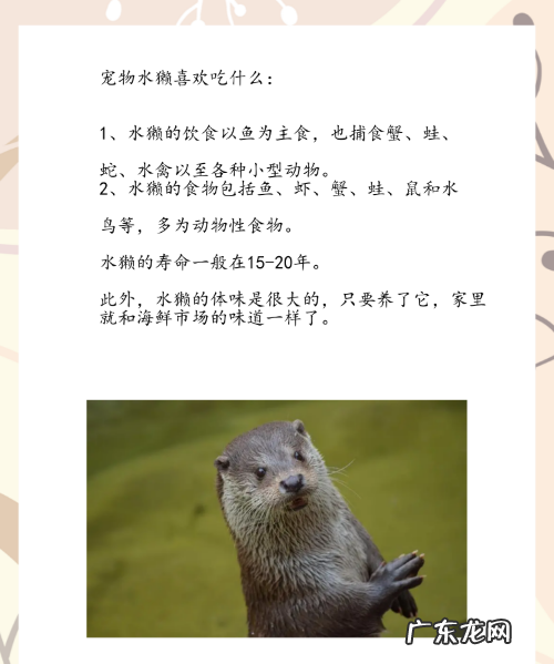 水獭为什么越洗越臭,水獭为什么越洗越臭