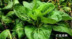 油菜怎么炒好吃,怎样炒油菜又嫩又好吃
