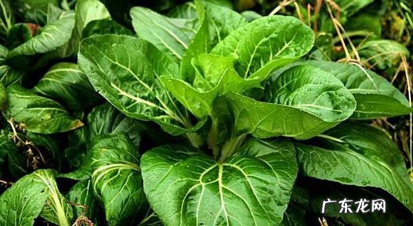 油菜怎么炒好吃,怎样炒油菜又嫩又好吃