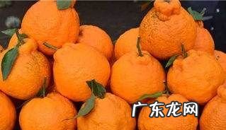 丑八怪怎么挑选,丑橘怎么挑选甜的