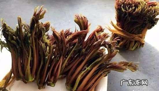 香椿苦的是怎么回事,香椿为什么会苦涩