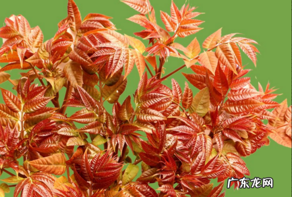 香椿苦的是怎么回事,香椿为什么会苦涩