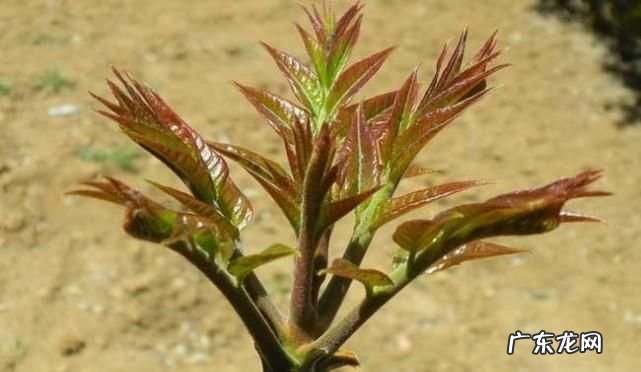 香椿苦的是怎么回事,香椿为什么会苦涩