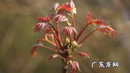 香椿苦的是怎么回事,香椿为什么会苦涩