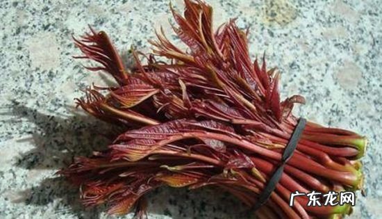 香椿苦的是怎么回事,香椿为什么会苦涩