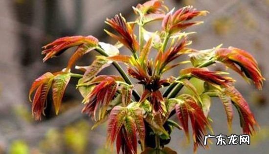 香椿苦的是怎么回事,香椿为什么会苦涩