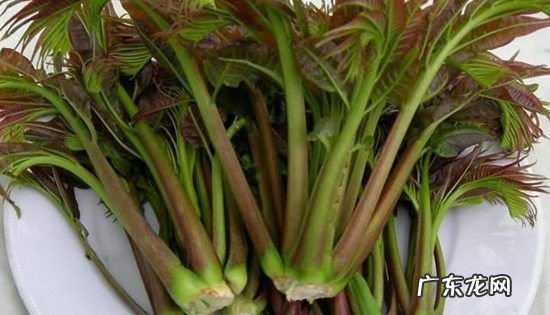 香椿苦的是怎么回事,香椿为什么会苦涩