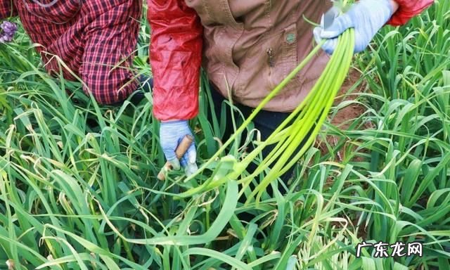 蒜苔怎么抽不断,怎么提蒜苔不断如何提蒜苔不断