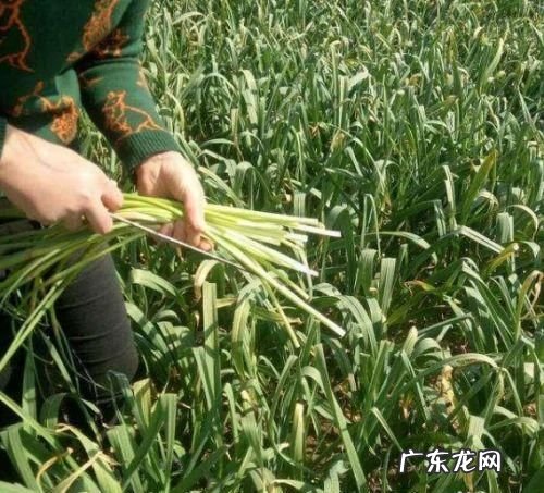 蒜苔怎么抽不断,怎么提蒜苔不断如何提蒜苔不断