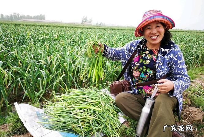 蒜苔怎么抽不断,怎么提蒜苔不断如何提蒜苔不断