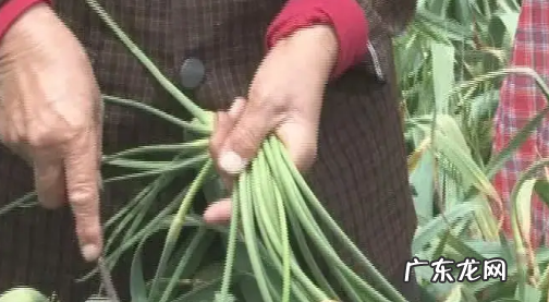蒜苔怎么抽不断,怎么提蒜苔不断如何提蒜苔不断