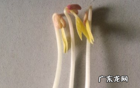 绿豆牙莱怎么发,怎样发绿豆芽