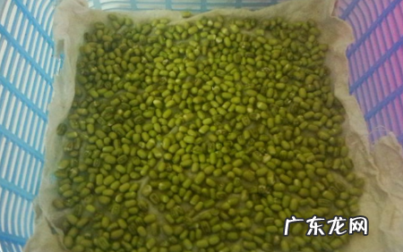 绿豆牙莱怎么发,怎样发绿豆芽