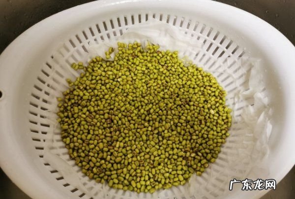 绿豆牙莱怎么发,怎样发绿豆芽