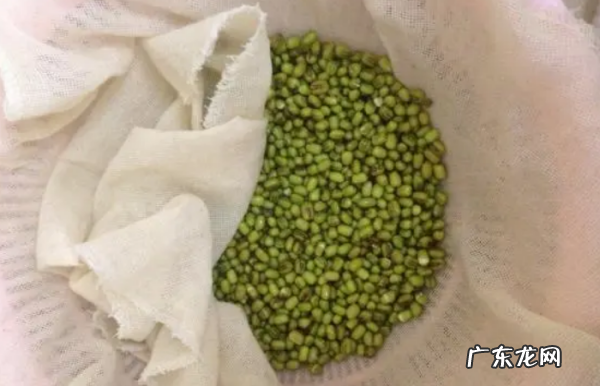 绿豆牙莱怎么发,怎样发绿豆芽