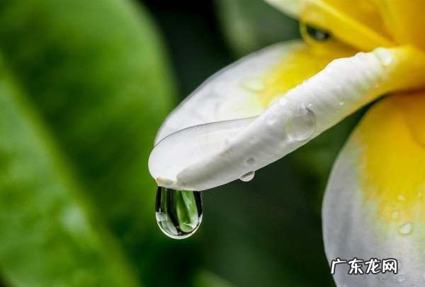 如何拍摄微距水滴,怎么拍水滴微距摄影