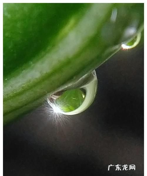 如何拍摄微距水滴,怎么拍水滴微距摄影