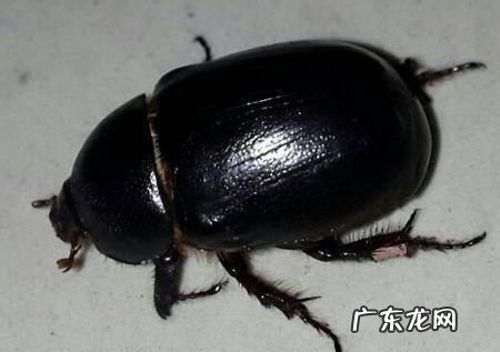 黑色金龟子可以食用,哪些金龟子不能吃