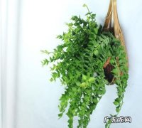 吊篮属于什么植物,蚌兰和油画吊篮是一个品种