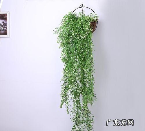 吊篮属于什么植物,蚌兰和油画吊篮是一个品种