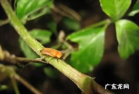 萤火虫拿到手上有毒,萤火虫有毒会咬人