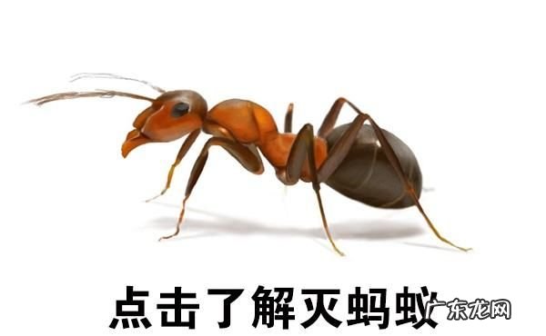 蚂蚁药撒地上多久失效,屋内有蚁穴用和药物能将蚁后及一窝蚂蚁全杀死杀死