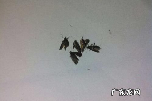 家里进飞蛾怎么办赶走,怎么去除屋里的小飞虫子