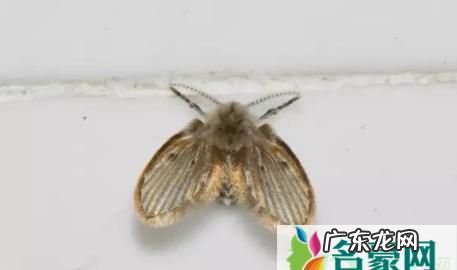 家里进飞蛾怎么办赶走,怎么去除屋里的小飞虫子