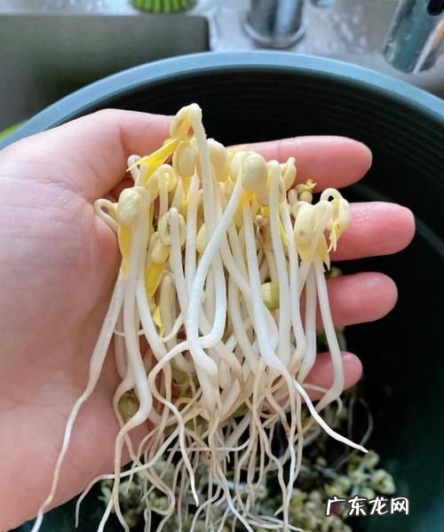 豆芽放水里一夜可以,豆芽在水里泡一晚还能吃
