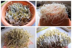 豆芽放水里一夜可以,豆芽在水里泡一晚还能吃