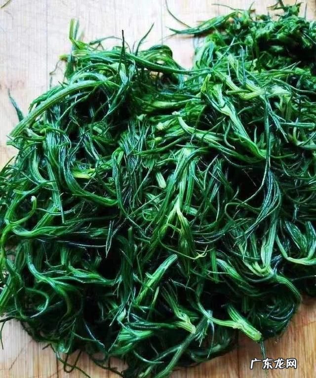 风滚草是什么菜,风滚草是扫帚菜
