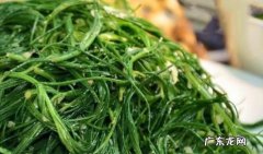 风滚草是什么菜,风滚草是扫帚菜