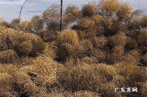 风滚草是什么菜,风滚草是扫帚菜