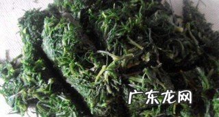风滚草是什么菜,风滚草是扫帚菜