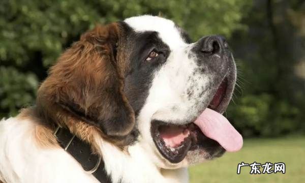 巴克是什么犬种,巴克是什么品种的狗狗