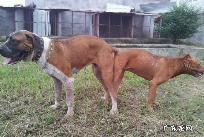 巴克是什么犬种,巴克是什么品种的狗狗