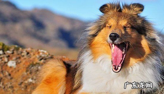 巴克是什么犬种,巴克是什么品种的狗狗
