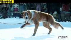 巴克是什么犬种,巴克是什么品种的狗狗