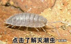 床上有潮虫怎么办,床上潮虫怎么消灭