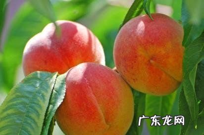 吃不完的桃子怎么存放,鲜桃如何保鲜和存放