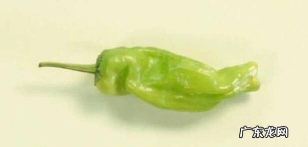 干香菇怎么炒,干香菇怎么炒好吃又简单的做法