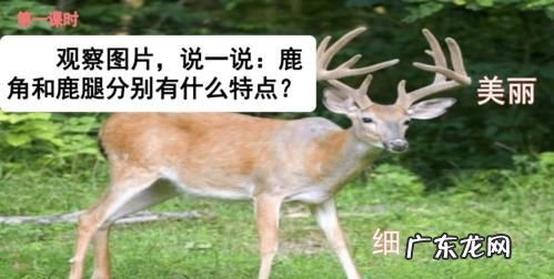 鹿角与鹿腿的寓意出自哪里,鹿角和鹿腿选自什么寓言故事