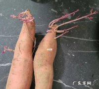 蜜薯发芽了还能不能吃,地瓜发芽了怎么种盆栽有毒