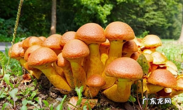 市场上常吃的蘑菇种类,菇的种类