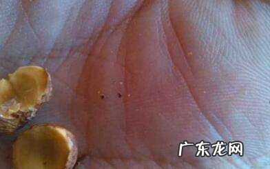 怎么炒榛子做法大全窍门,湿榛子怎么做好吃