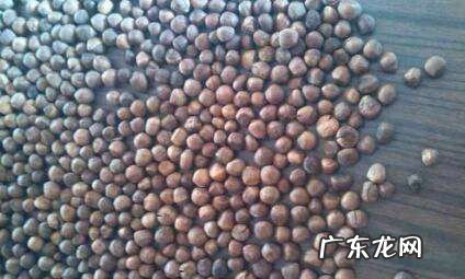 怎么炒榛子做法大全窍门,湿榛子怎么做好吃